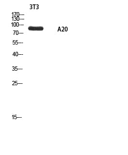 ANKRD20A1 Rabbit Polyclonal Antibody