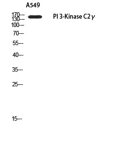 PI3 Kinase C2 gamma Rabbit Polyclonal Antibody
