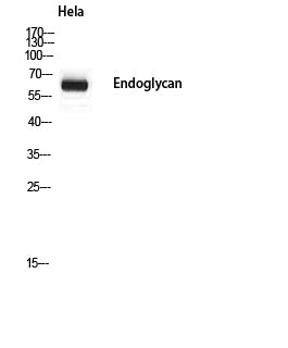 Endoglycan Rabbit Polyclonal Antibody