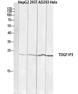 Cripto 3 Rabbit Polyclonal Antibody