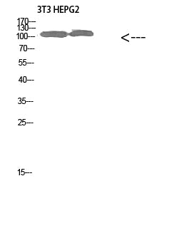 Collagen XXVIII alpha 1 Rabbit Polyclonal Antibody