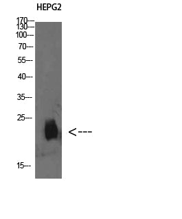 Plasminogen Receptor Rabbit Polyclonal Antibody