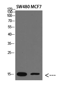 RPA3 Rabbit Polyclonal Antibody