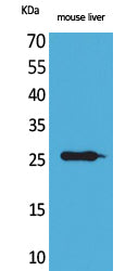 TNF alpha Rabbit Polyclonal Antibody