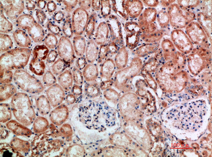 BTN3A Rabbit Polyclonal Antibody