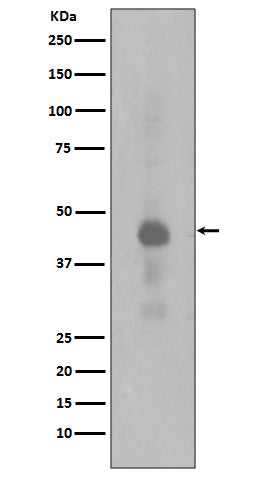 Phospho-CREB (Ser133) Rabbit Polyclonal Antibody
