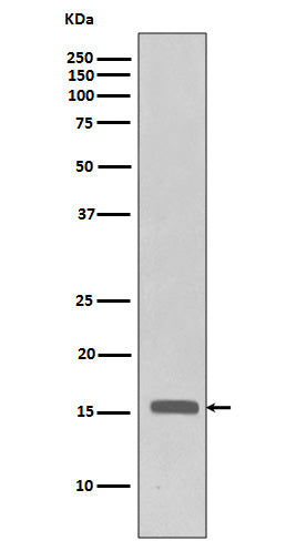 Phospho-Histone H3 (Thr3) Rabbit Polyclonal Antibody