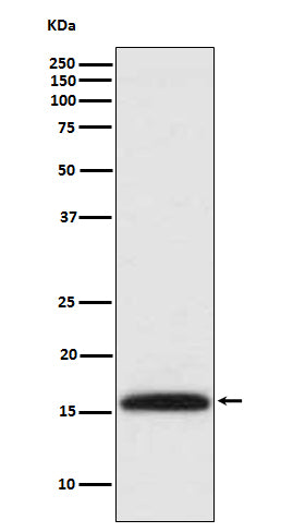 DiMethyl-Histone H3 (Lys4) Rabbit Polyclonal Antibody
