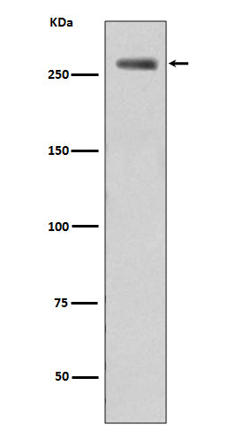 Phospho-LRRK2 (Ser395) Rabbit Polyclonal Antibody
