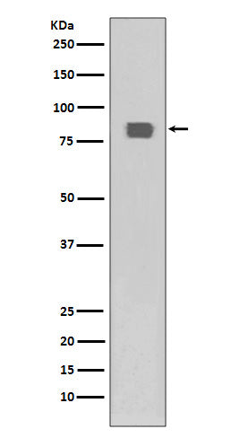 Phospho-HSF1 (Ser326) Rabbit Polyclonal Antibody