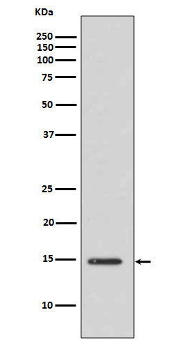 Acetyl-Histone H3 (Lys14) Rabbit Polyclonal Antibody