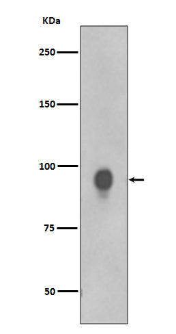 Phospho-RSK1 p90 (Thr359/Ser363) Rabbit Polyclonal Antibody