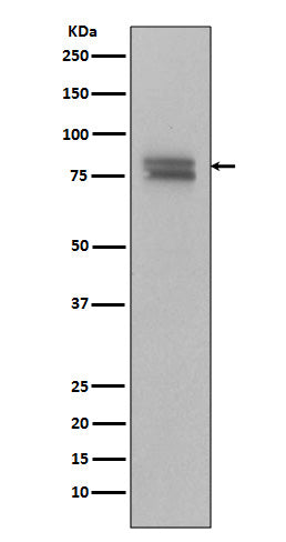 Phospho-c Myb (Ser11) Rabbit Polyclonal Antibody