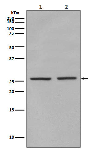 Phospho-eIF4E (Ser209) Rabbit Polyclonal Antibody