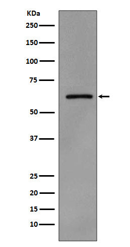 Phospho-Src (Tyr419) Rabbit Polyclonal Antibody