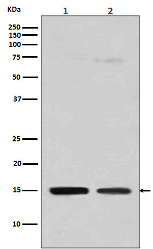 MonoMethyl-Histone H3 (Arg128) Rabbit Polyclonal Antibody