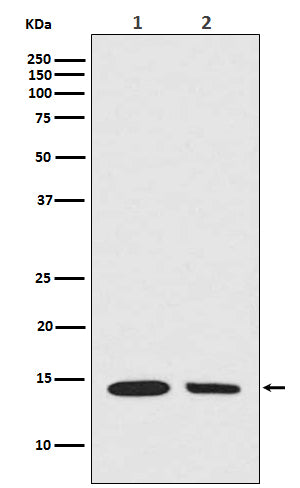 Hydroxyl-Histone H2A (Tyr39) Rabbit Polyclonal Antibody
