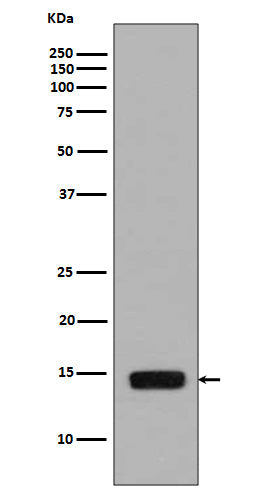 Phospho-Histone H2A (Ser129) Rabbit Polyclonal Antibody