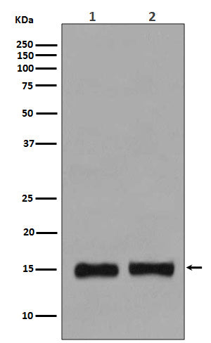 MonoMethyl-Histone H3 (Lys36) Rabbit Polyclonal Antibody