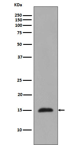 MonoMethyl-Histone H3 (Arg2) Rabbit Polyclonal Antibody
