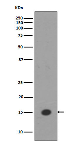 MonoMethyl-Histone H3 (Lys18) Rabbit Polyclonal Antibody