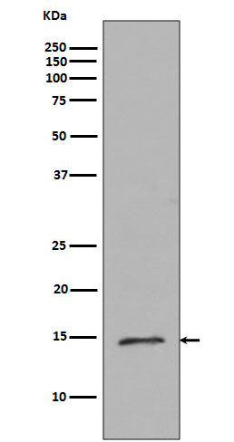 MonoMethyl-Histone H2B (Arg79) Rabbit Polyclonal Antibody