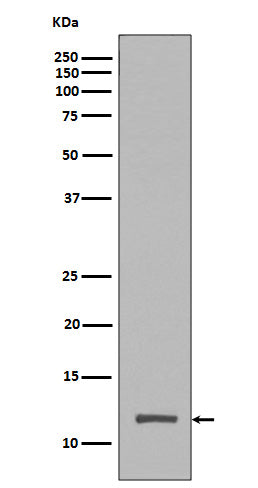 TriMethyl-Histone H4 (Lys20) Rabbit Polyclonal Antibody