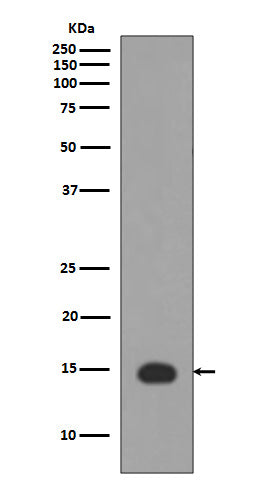 Acetyl-Histone H3 (Lys4) Rabbit Polyclonal Antibody