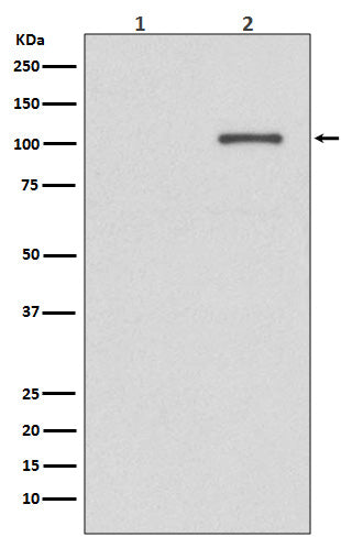 Phospho-IRE1 (Ser724) Rabbit Polyclonal Antibody