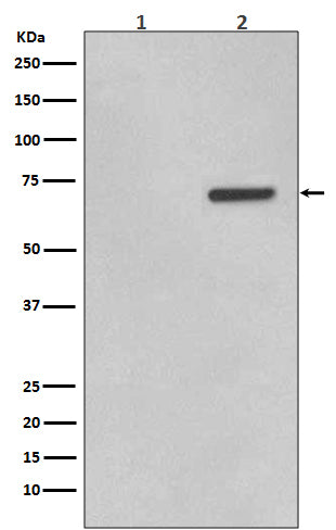 Phospho-ATF2 (Thr71) Rabbit Polyclonal Antibody