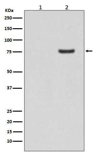 Phospho-Synapsin I (Ser9) Rabbit Polyclonal Antibody