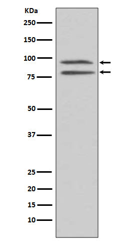 Phospho-MSK1 (Ser376) Rabbit Polyclonal Antibody