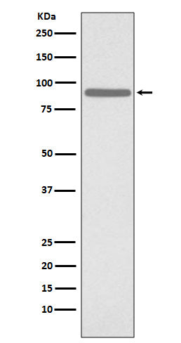 Phospho-STAT1 (Ser727) Rabbit Polyclonal Antibody