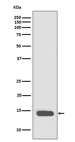 Acetyl-Histone H2B (Lys20) Rabbit Polyclonal Antibody