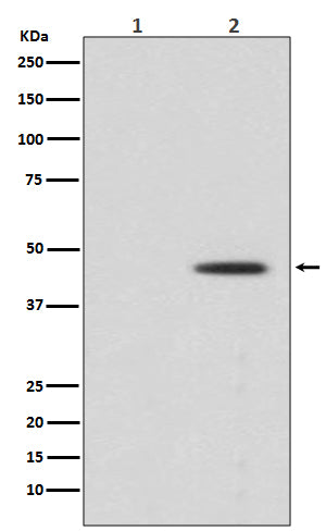 Phospho-MEK1 (Ser298) Rabbit Polyclonal Antibody