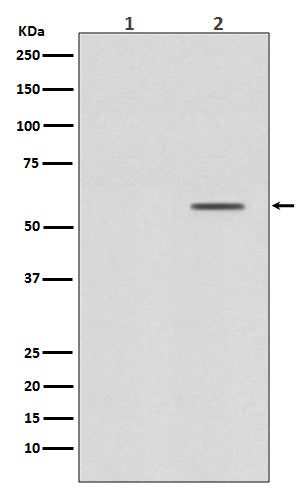 Phospho-Smad2 (Ser250) Rabbit Polyclonal Antibody