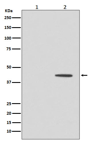 Phospho-MEK1 (Thr292) Rabbit Polyclonal Antibody