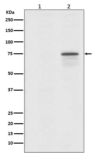Phospho-Raf1 (Ser259) Rabbit Polyclonal Antibody