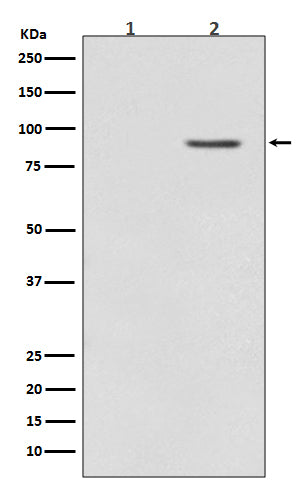 Phospho-BRAF (Thr401) Rabbit Polyclonal Antibody