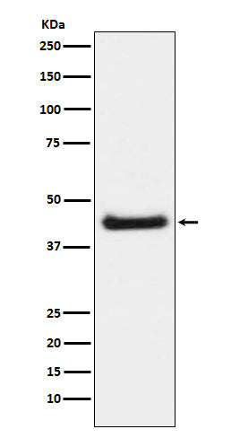 Phospho-c-Jun (Ser63) Rabbit Polyclonal Antibody