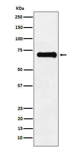Phospho-PAK4/5/6 (Ser474/Ser560/Ser602) Rabbit Polyclonal Antibody