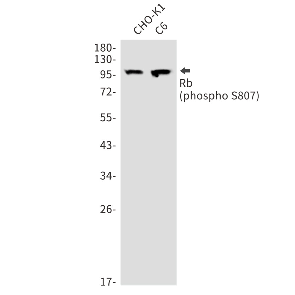 Phospho-Rb (Ser807) Rabbit Polyclonal Antibody