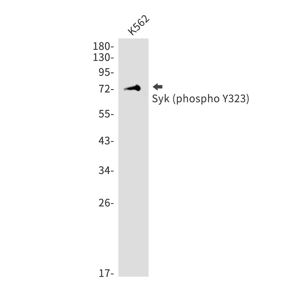 Phospho-Syk (Tyr323) Rabbit Polyclonal Antibody
