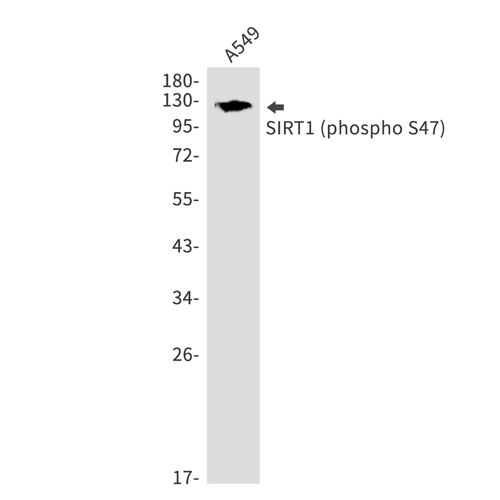 Phospho-SIRT1 (Ser47) Rabbit Polyclonal Antibody