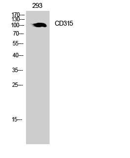 CD315 Rabbit Polyclonal Antibody