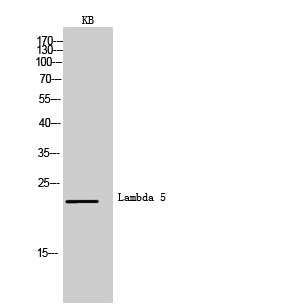 CD179b Rabbit Polyclonal Antibody