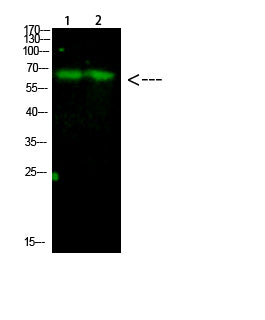 HRPT2 Rabbit Polyclonal Antibody