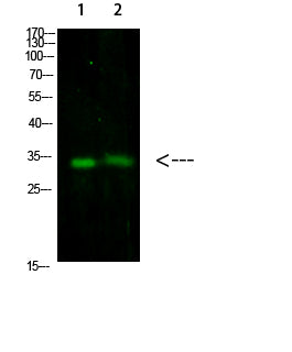 TNFAIP8L3 Rabbit Polyclonal Antibody