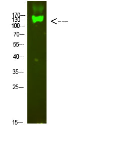 Integrin beta 7 Rabbit Polyclonal Antibody