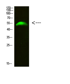 GCM2 Rabbit Polyclonal Antibody